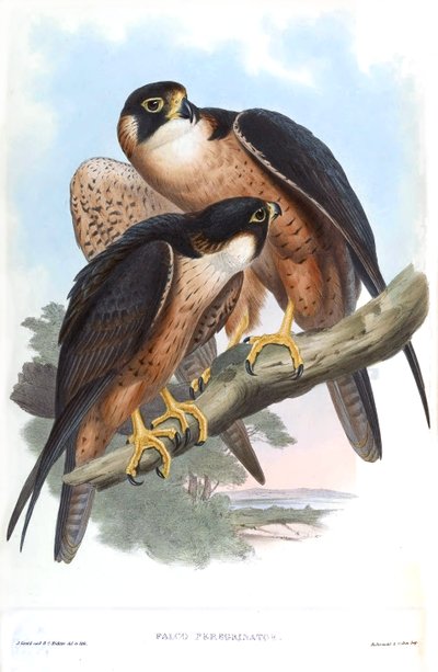 Falco peregrinator da John Gould